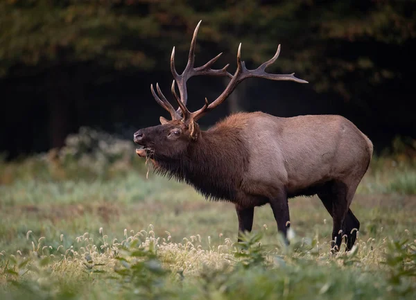 Bull Elk Autumn Rut Season — Stock Photo, Image