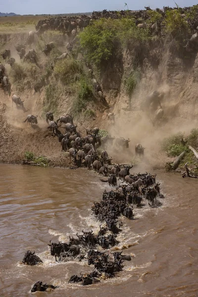 Wildebeest Alatt Nagy Migráció Afrikában — Stock Fotó