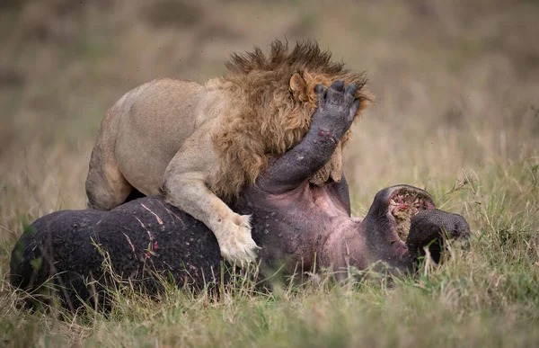 Лев Самець Масаї Мара Африка — стокове фото