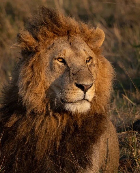 Lion Mâle Dans Maasai Mara Afrique — Photo