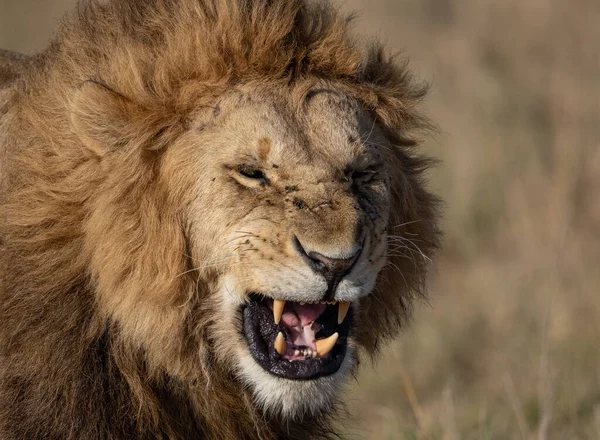 Afrika Masai Mara Bir Erkek Aslan — Stok fotoğraf