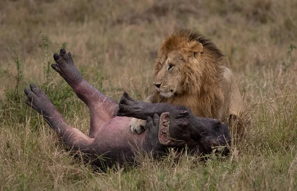 Lion Mâle Dans Maasai Mara Afrique — Photo