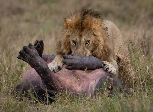 Leão Macho Maasai Mara África — Fotografia de Stock