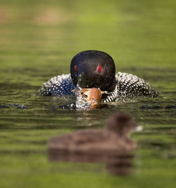 Maine 'de Bir Gölde Sıradan Ahmak