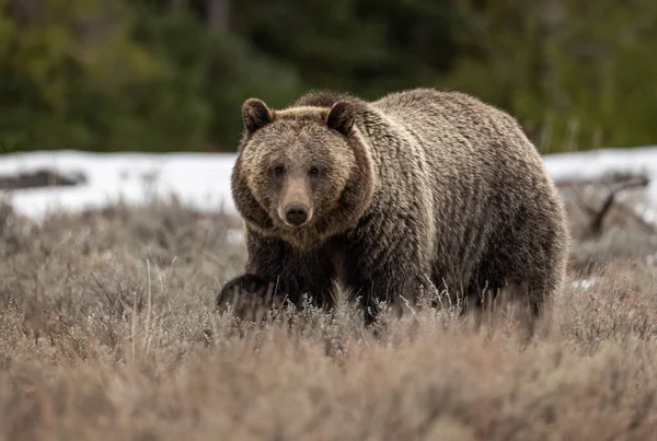Grizzli Dans Parc National Grand Teton — Photo
