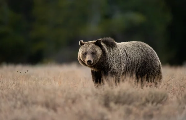 Grizzly Bear Grand Teton National Park — Stock Photo, Image