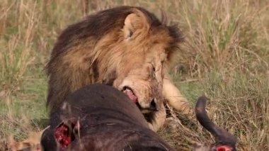 Masai Mara 'daki Aslan, Afrika