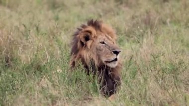 Masai Mara 'daki Aslan, Afrika