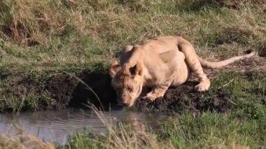 Masai Mara 'daki Aslan, Afrika