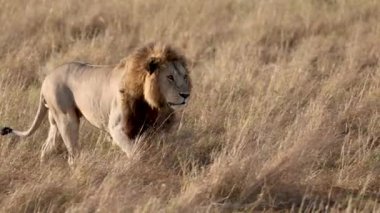Masai Mara 'daki Aslan, Afrika