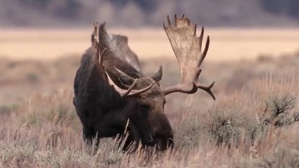 Alce Grand Teton National Park Vídeo Clip — Vídeo de Stock