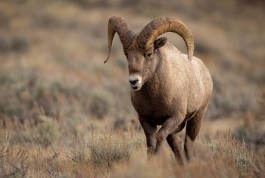 Grand Teton Ulusal Parkı 'nda Bighorn Koyunu