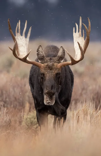 Orignal Dans Parc National Grand Teton Wyoming — Photo