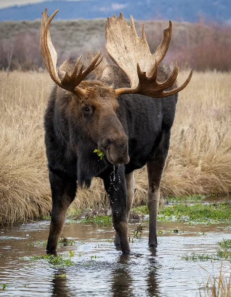 Geyik Wyoming 'deki Grand Teton Ulusal Parkı' nda