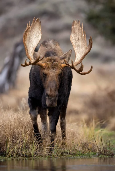 Geyik Wyoming 'deki Grand Teton Ulusal Parkı' nda