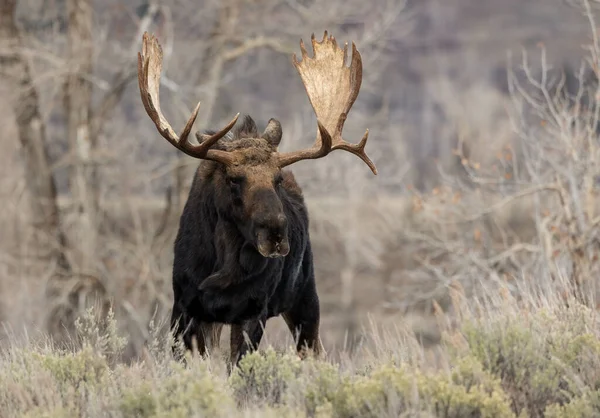 Geyik Wyoming Deki Grand Teton Ulusal Parkı Nda — Stok fotoğraf