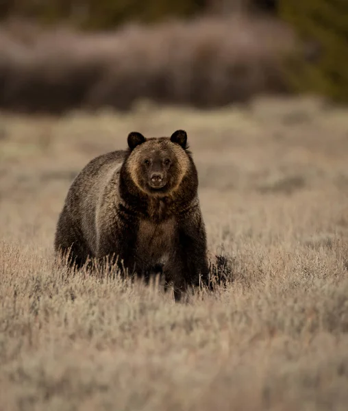 Grizzli Dans Parc National Grand Teton Wyoming — Photo