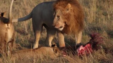 Masai Mara 'daki Aslan, Afrika