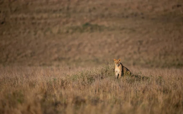 Lev Maasai Mara Afrika — Stock fotografie