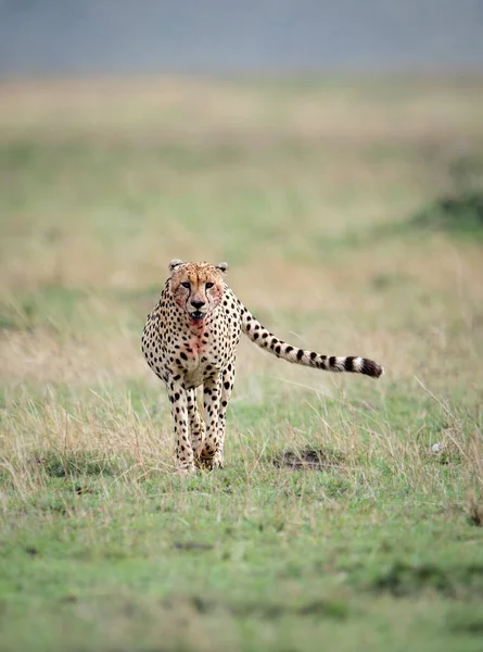Cheetah Maasai Mara Africa — Stock Photo, Image