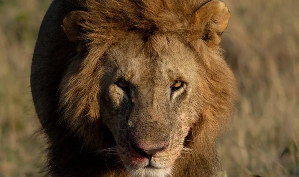 Lion Maasai Mara Africa — Stock Photo, Image