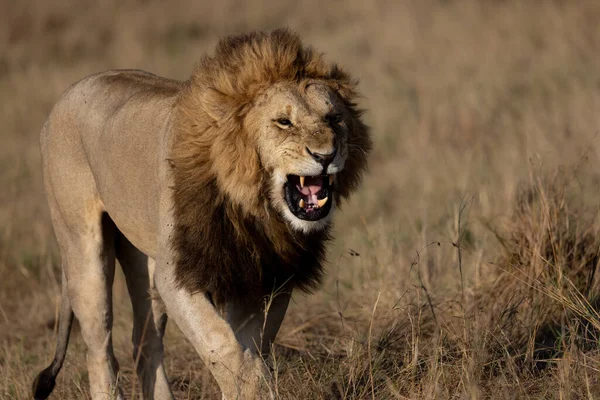 Lion Maasai Mara Africa — Stock Photo, Image