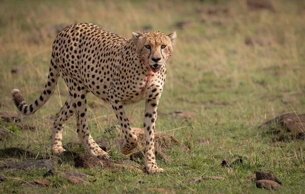 Guepardo Maasai Mara Africa —  Fotos de Stock