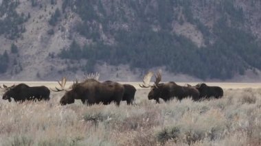 Grand Teton Ulusal Parkı Video Videosunda Geyik
