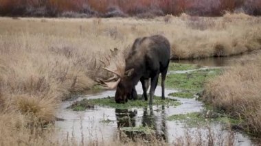 Grand Teton Ulusal Parkı Video Videosunda Geyik