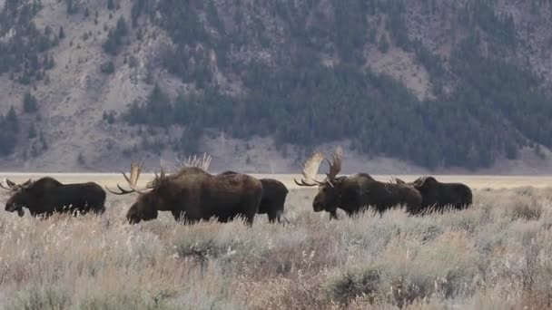 Elche Grand Teton Nationalpark Videoclip — Stockvideo