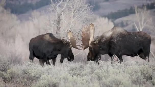 Łoś Parku Narodowym Grand Teton — Wideo stockowe