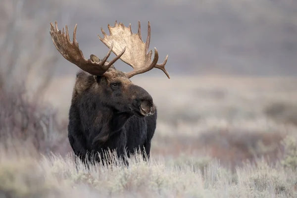 Grand Teton Ulusal Parkı 'nda bir geyik.