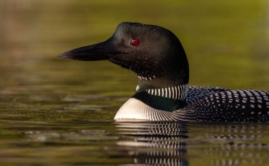 Maine 'de gündoğumunda sıradan bir dalgıç kuşu 