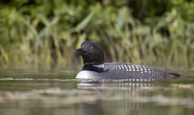 Maine 'de gündoğumunda sıradan bir dalgıç kuşu 