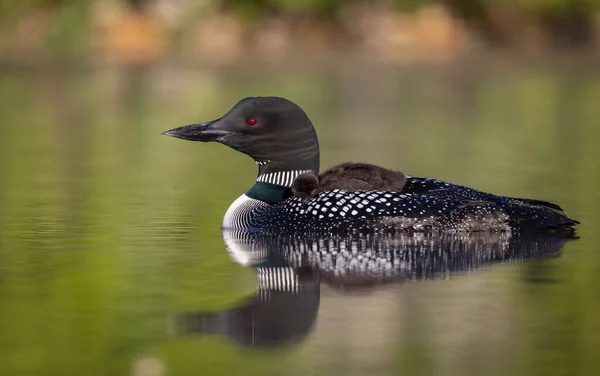 Common Loon Sunrise Maine — Stock Photo, Image