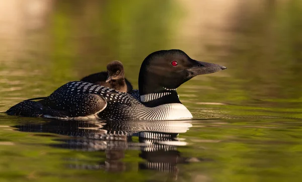 Acadia Ulusal Parkı, Maine 'de sıradan bir deli.