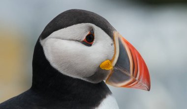 Maine kıyısı açıklarında Machias mühür ada üzerinde Atlantik martı