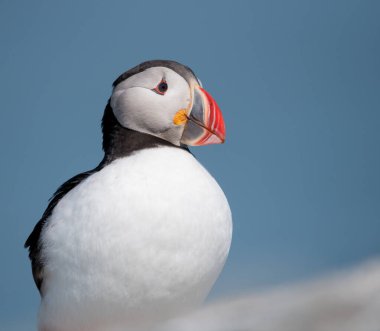 Maine açıklarında Atlantik Martı 
