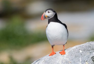 Maine açıklarında Atlantik Martı 