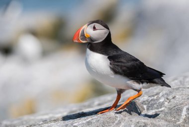 Maine açıklarında Atlantik Martı 