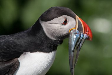 Maine açıklarında Atlantik Martı 