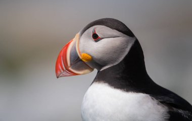 Maine açıklarında Atlantik Martı 