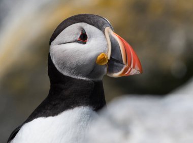 Maine açıklarında Atlantik Martı 