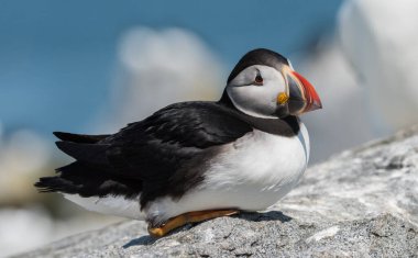 Maine kıyısı açıklarında Machias mühür ada üzerinde Atlantik martı