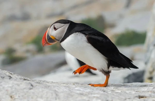 Puffin Atlântico Ilha Machias Seal Largo Costa Maine — Fotografia de Stock