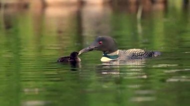 Common loon in Maine video clip