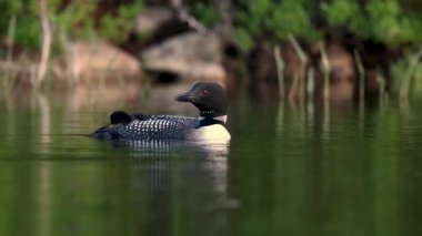 Common loon in Maine video clip