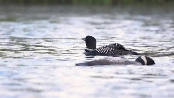 Common Loon Maine Video Clip — Stock video