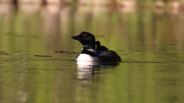 Common Loon Maine Video Clip — Vídeo de Stock