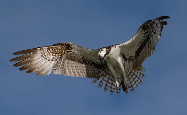 Egy Osprey Horgászat Floridában — Stock Fotó